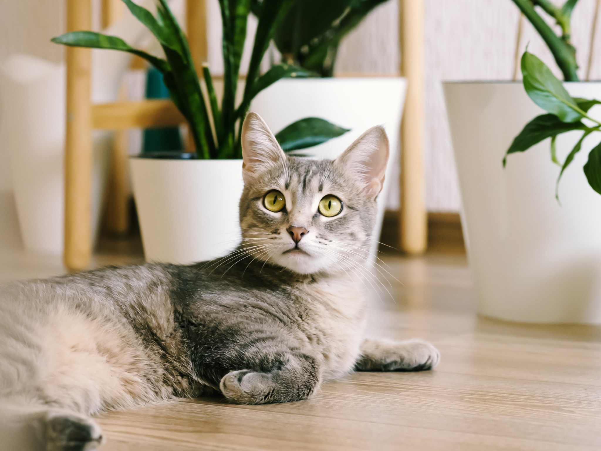 Gato gris tumbado en el suelo