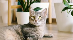 Gato gris tumbado en el suelo