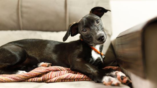 El misterio de la personalidad de los perros: desentrañando los factores que la determinan