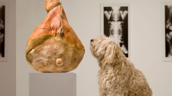 ¿Puedo visitar un museo con mi perro?