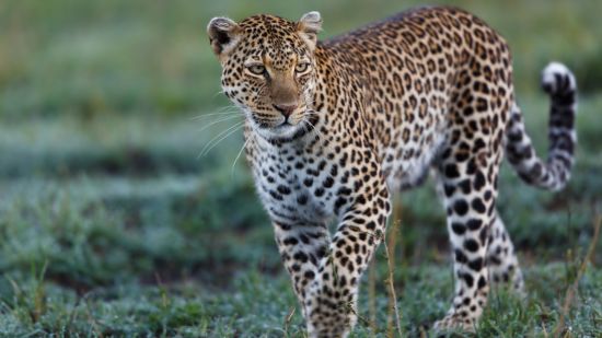 Los grandes félidos: explorando las diferencias únicas entre el jaguar, el leopardo y el guepardo