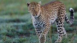 Los grandes félidos: explorando las diferencias únicas entre el jaguar, el leopardo y el guepardo