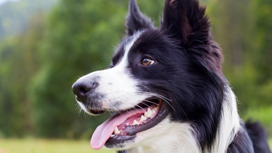 Perro border collie