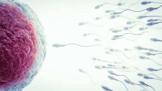 No, no fuiste el espermatozoide más rápido