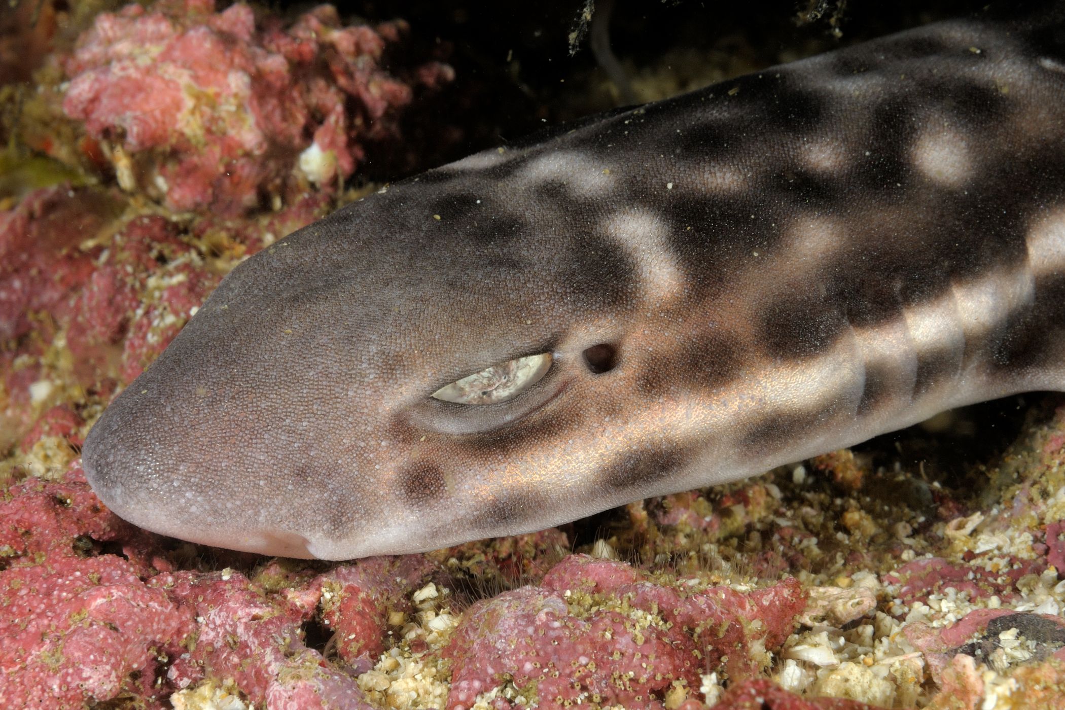 Descubren una nueva especie de tiburón gato de la forma más sorprendente