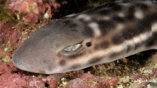 Descubren una nueva especie de tiburón gato de la forma más sorprendente