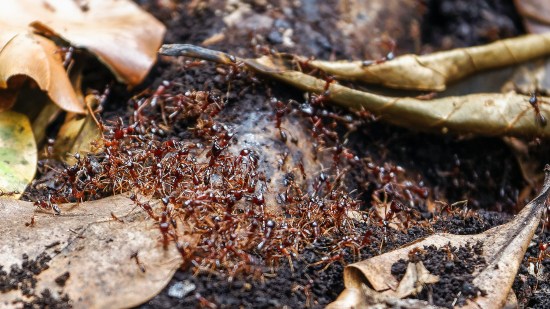 Hormigas legionarias del género 'Dorylus', Tanzania