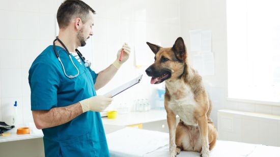 Avances tecnológicos en el cuidado animal: PCR y test de ADN para la salud de tu perro