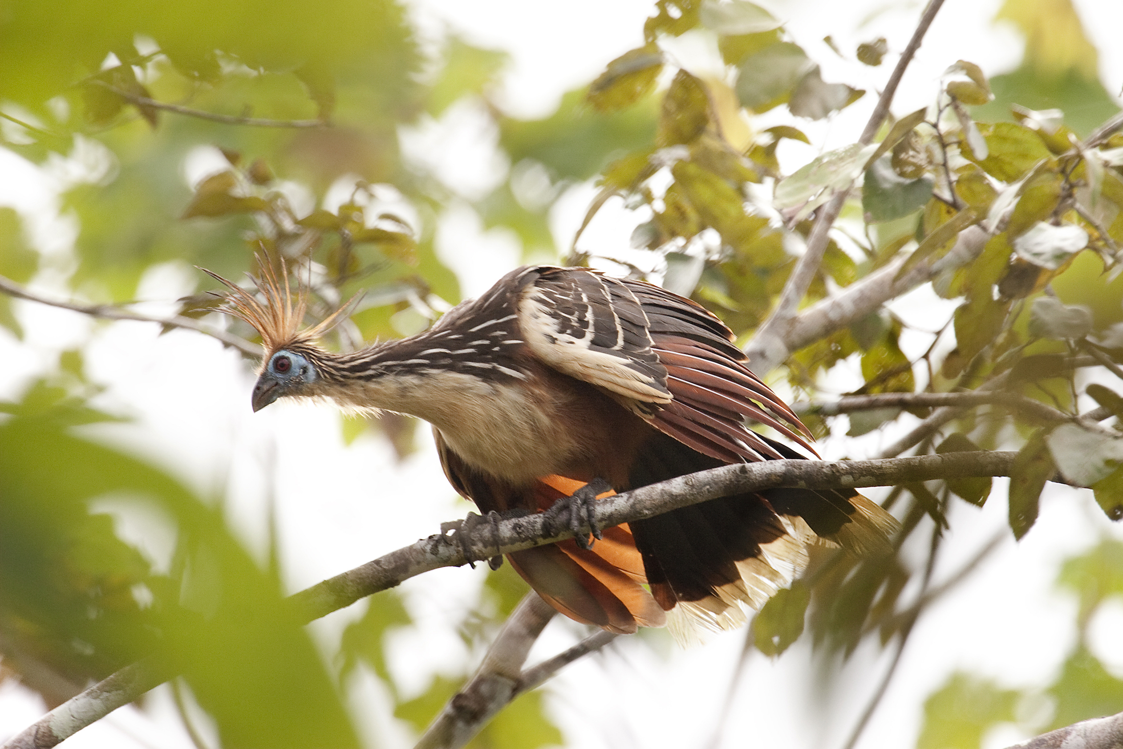 Hoatzin adulto