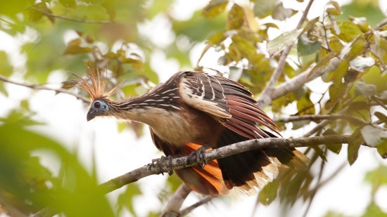 Hoatzin adulto