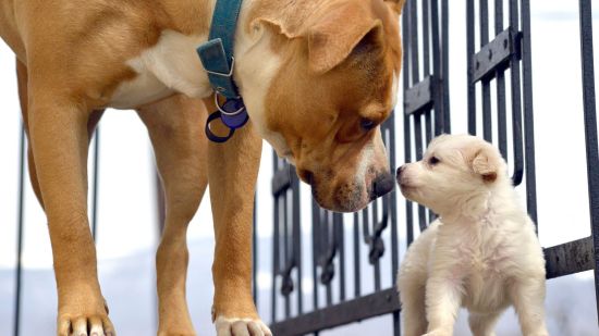 Descubre las claves científicas para una relación pacífica entre cachorros y perros adultos