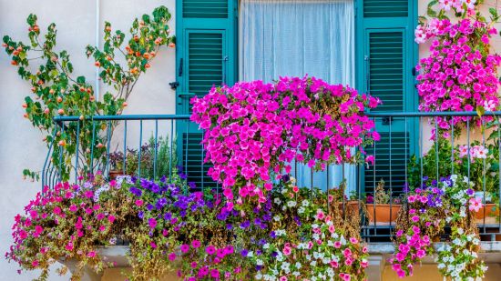 Desvelando los secretos cromáticos: el enigma detrás de los colores de las flores