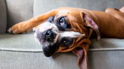 ¿Han evolucionado los perros para ser similares a los humanos?