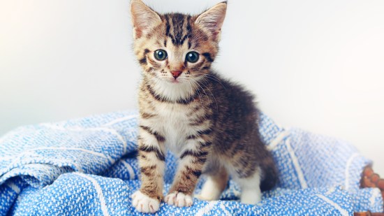 Gatito sobre manta azul