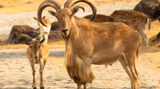 ¿Cuántas especies invasoras hay en España?