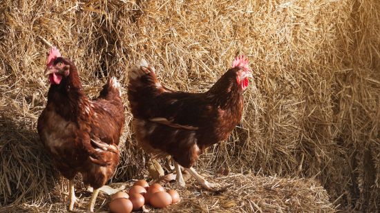 Gallinas con huevos
