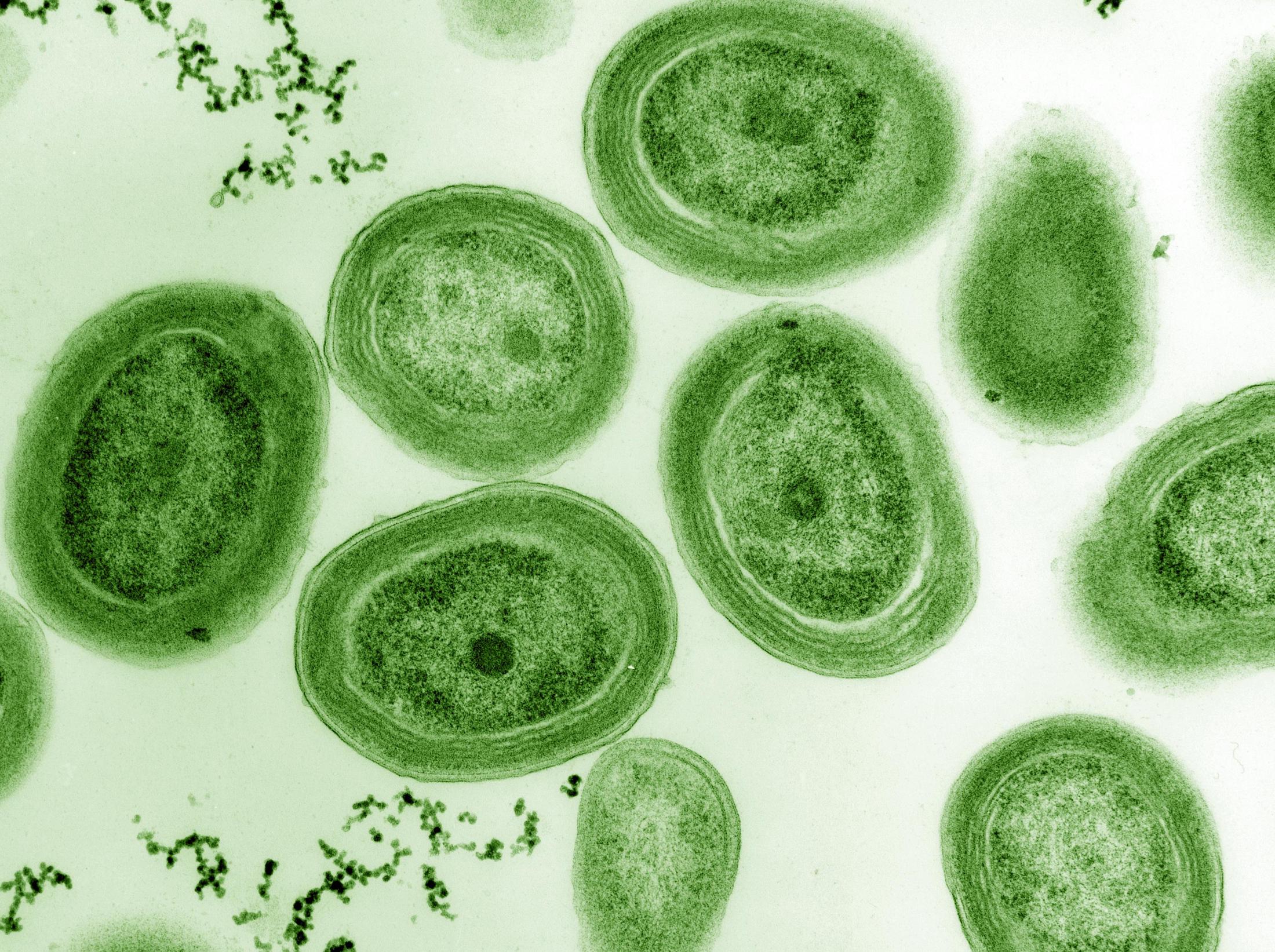 La cianobacteria