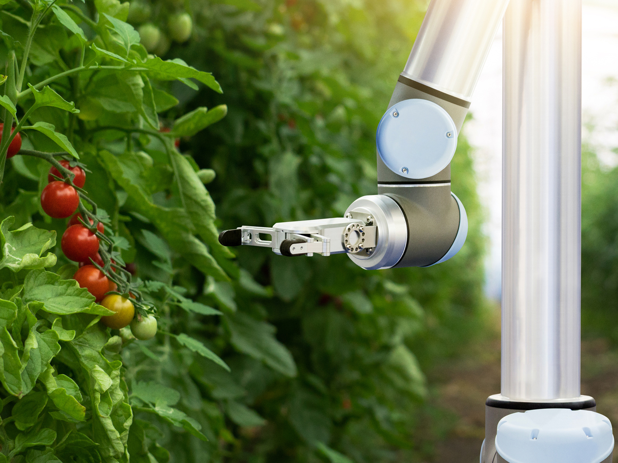 Robot recoge tomates