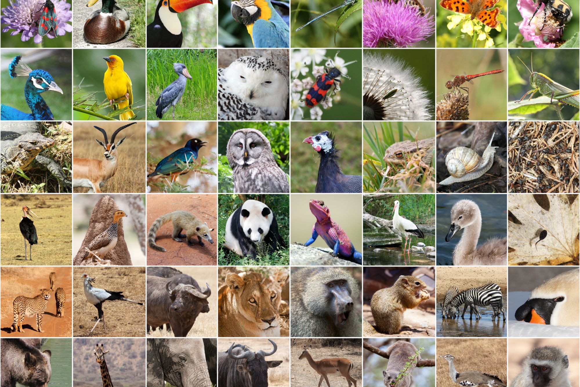 biodiversidad_iStock