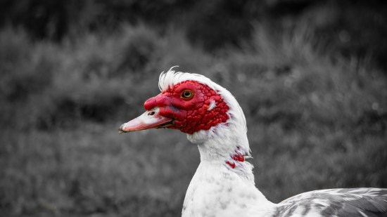 Descubre al pato que no hace 'cuac'