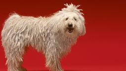 Komondor_istock