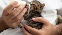 Gatito tomando biberón