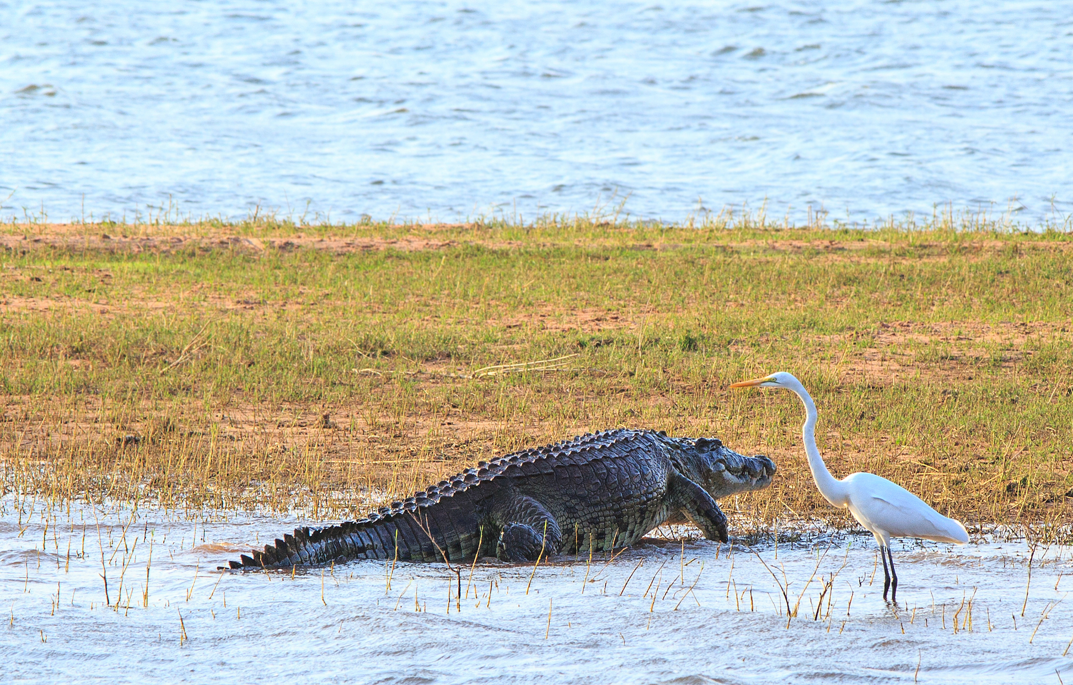 La evolución desafía la clasificación histórica de los animales