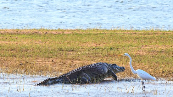 La evolución desafía la clasificación histórica de los animales