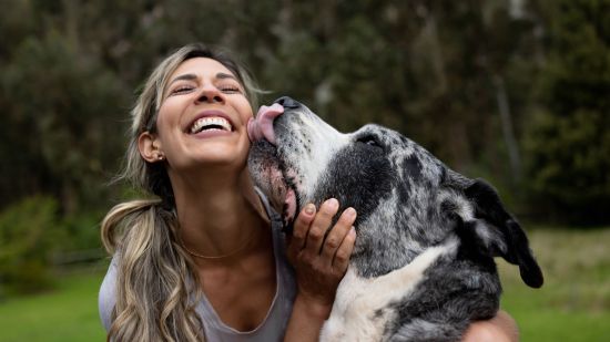 La sorprendente conexión entre la microbiota intestinal, el cerebro y la memoria en perros y humanos