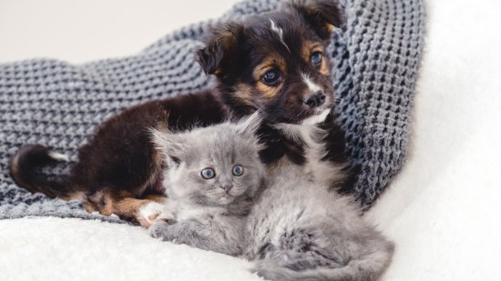 ¿Por qué casi todas las crías de animales nos parecen 'cuquis'?