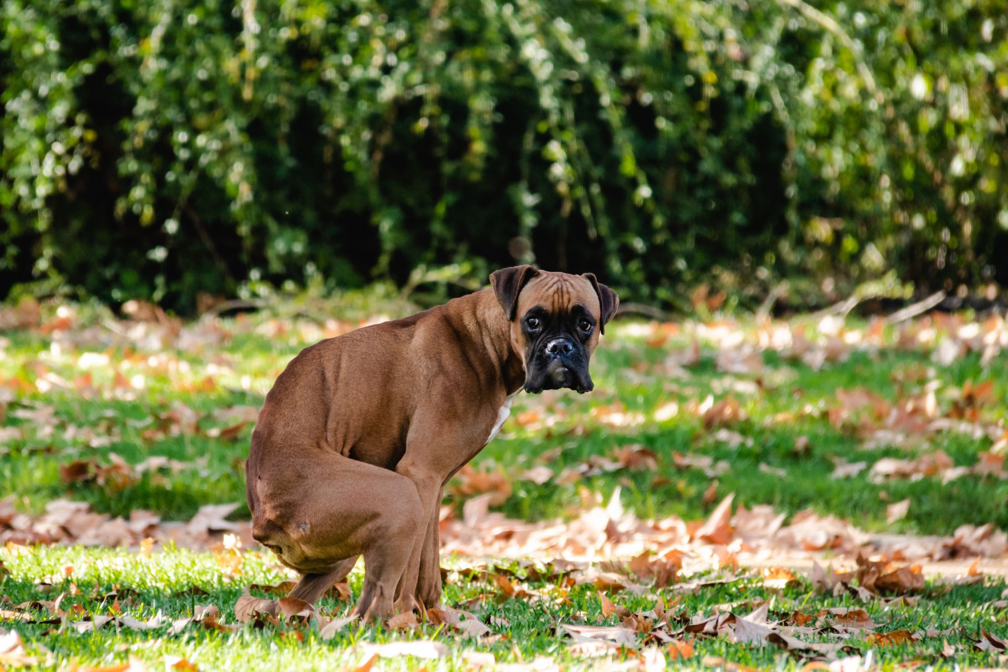 Boxer haciendo caca