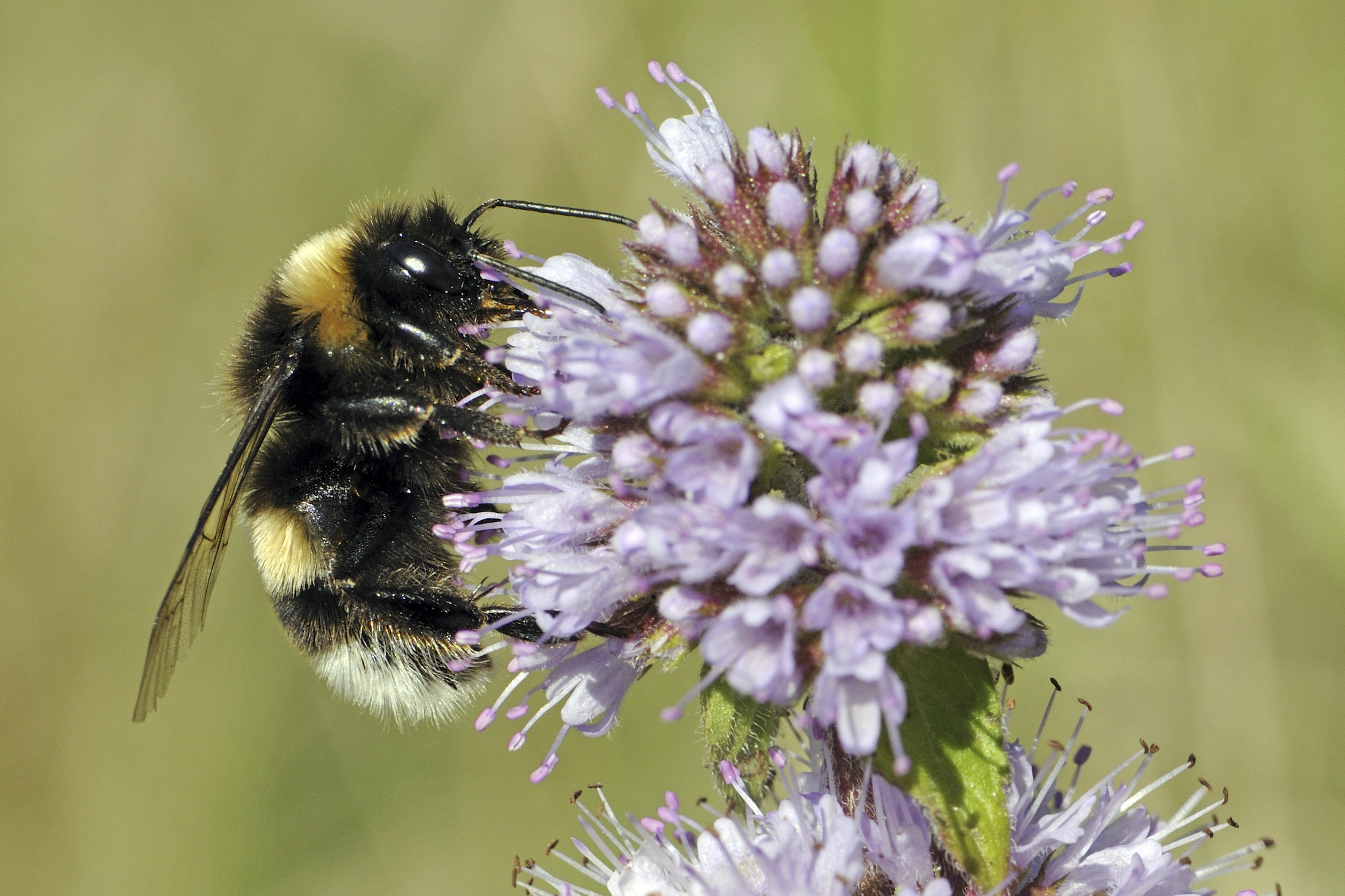 El renacer de la vida tras el fuego: cómo las abejas y hormigas se recuperan después de los incendios forestales