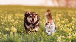 ¿Qué animal es más rápido, un perro o un gato?