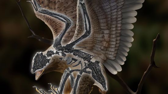 Recreación de Cratonavis zhui