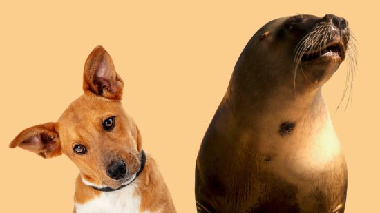 Animales con bigotes