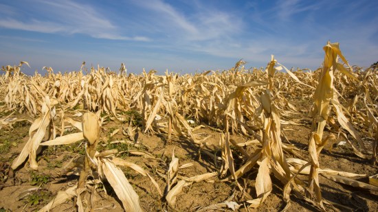 Conflictos agricultura