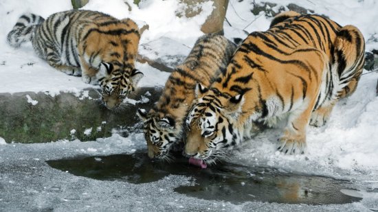 Tigres siberianos bebiendo