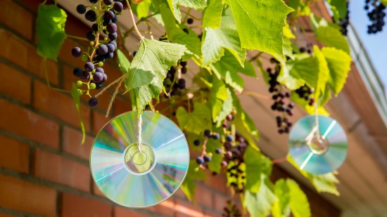 Por qué algunas personas cuelgan bolsas de agua o CD’s en sus casas: la verdad detrás de un curioso fenómeno