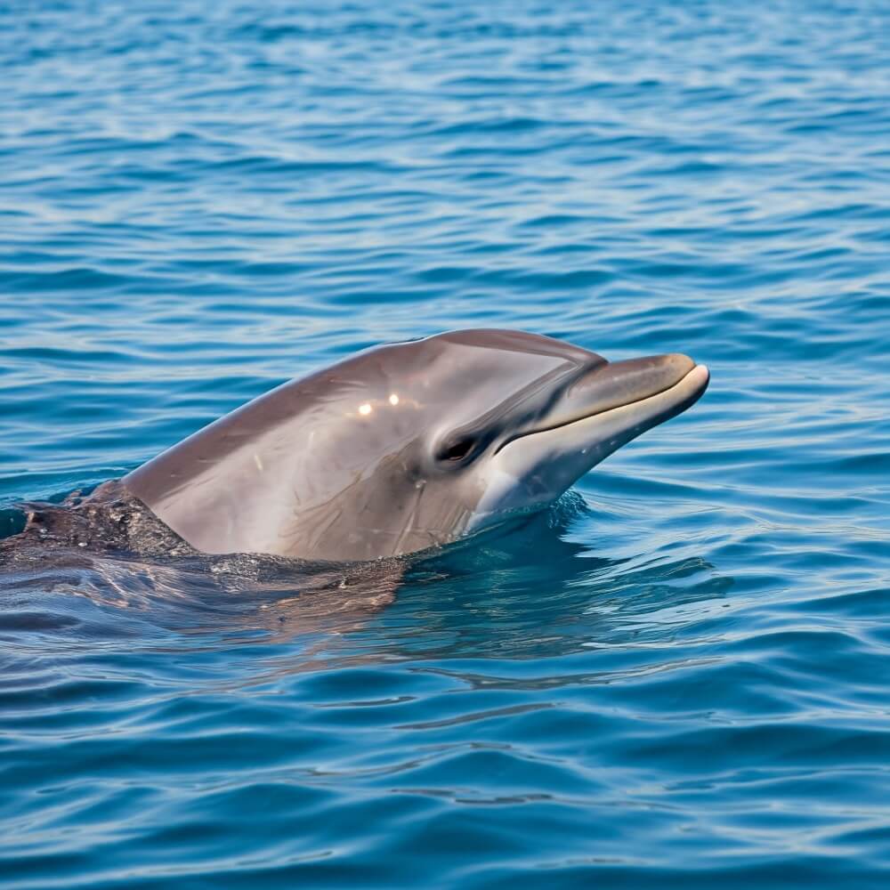 Delfín. Imagen Gemini