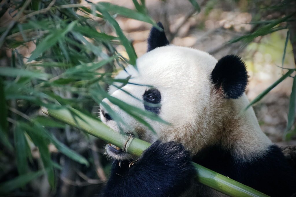 oso panda