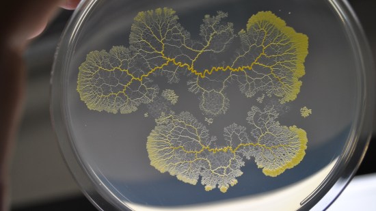 Blob en medio de cultivo