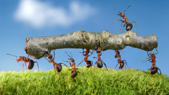 Hormigas
