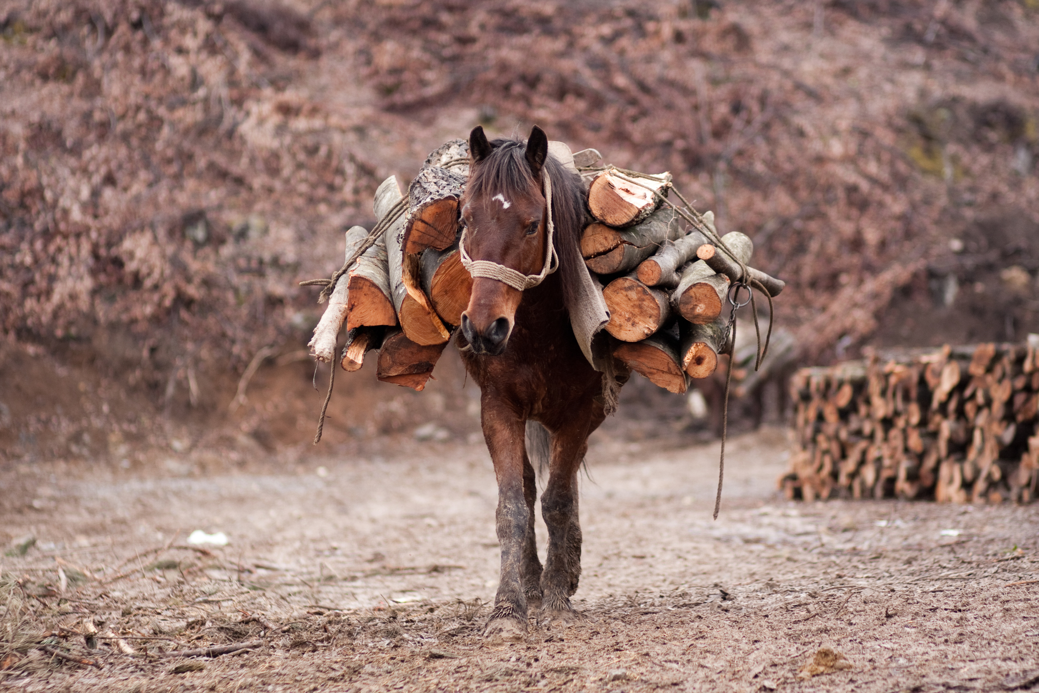 Caballo llevando troncos.