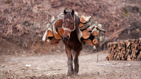 Caballo llevando troncos.