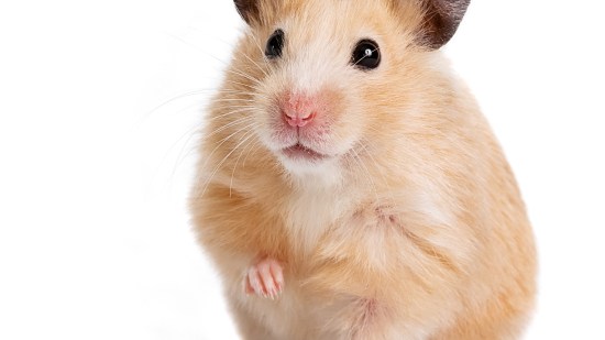 Hámster.