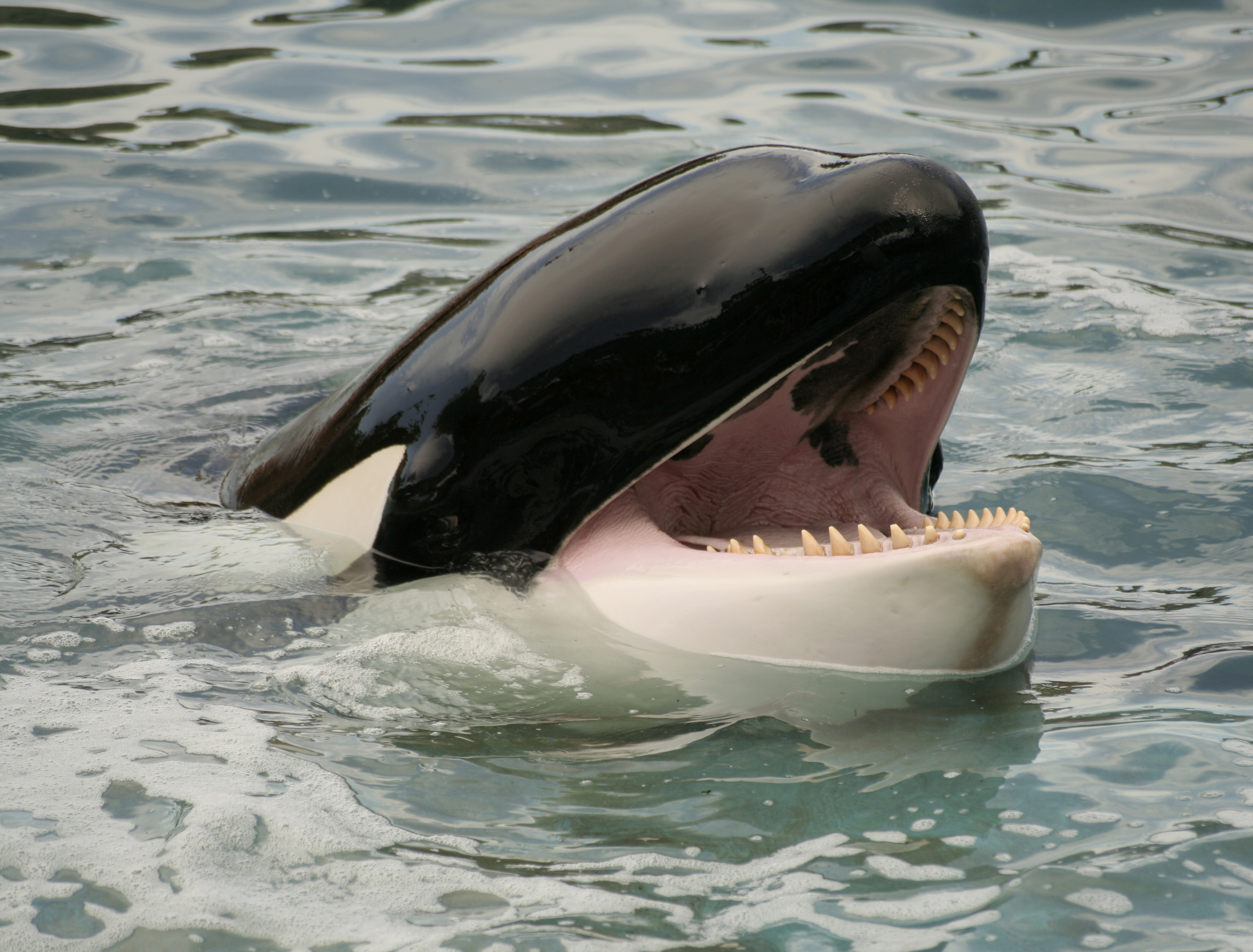 Orca.
