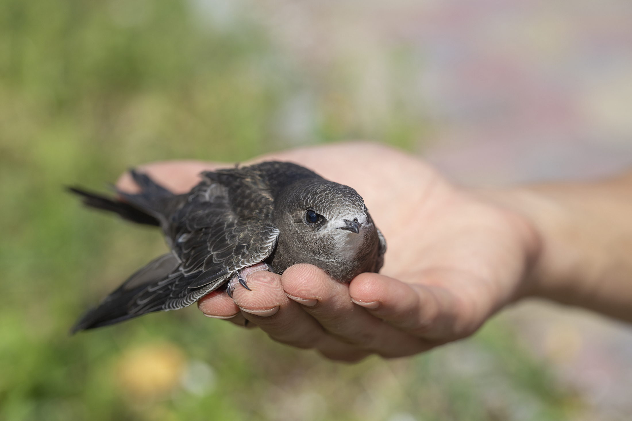¿Qué hago si me encuentro un pollo de pájaro?
