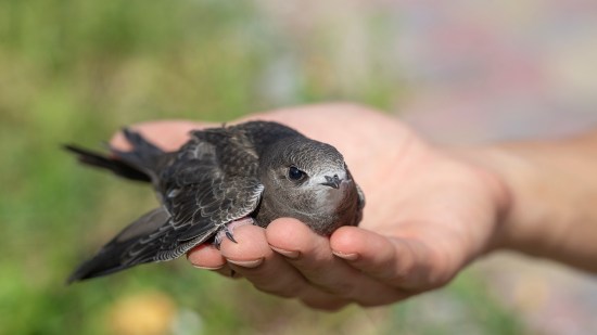 ¿Qué hago si me encuentro un pollo de pájaro?
