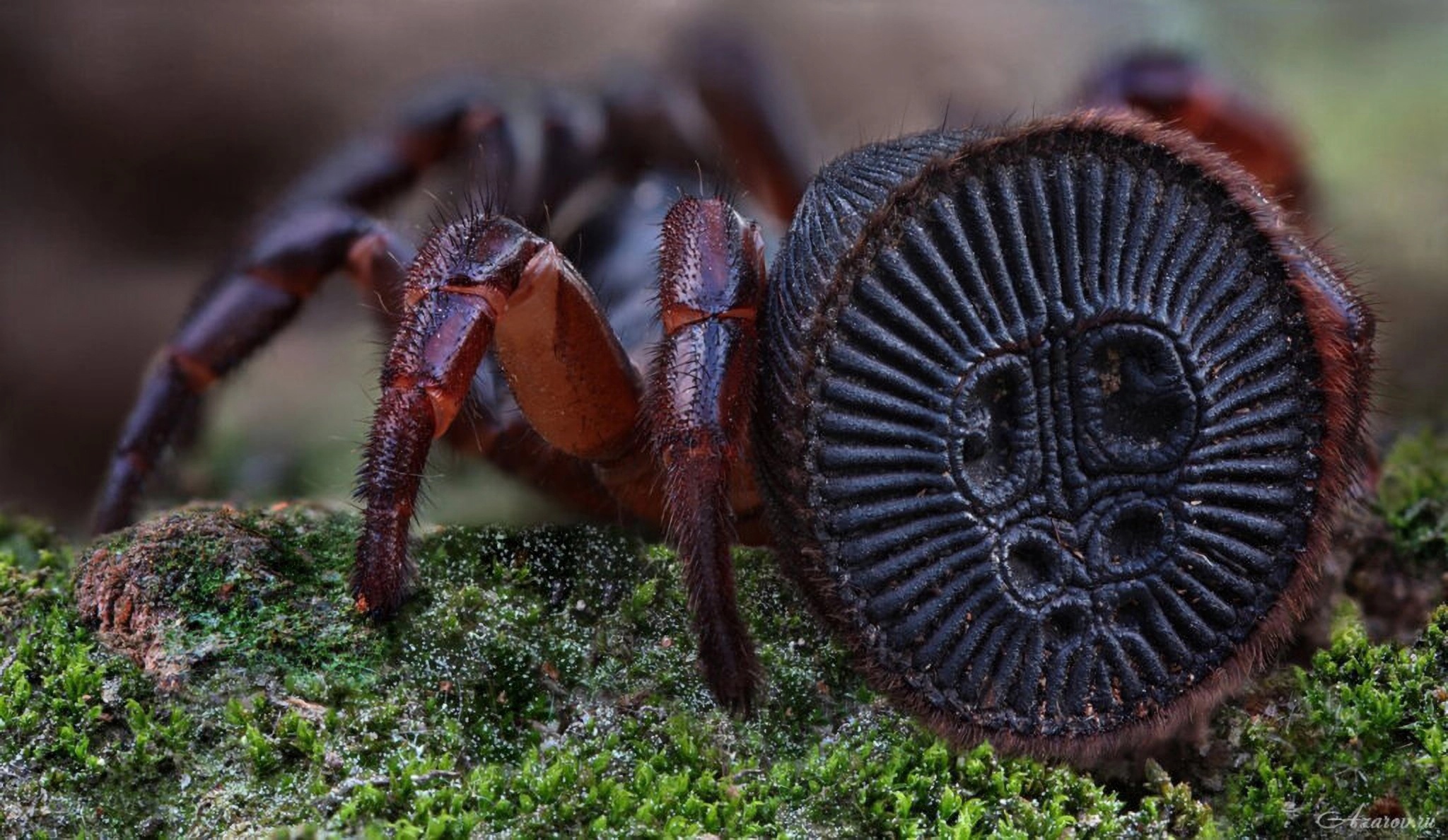 La fascinante araña que parece una moneda