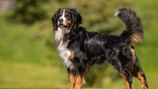 perro boyero de berna